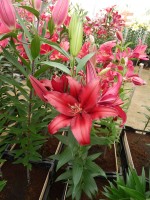 [4266 Firebolt No01.JPG]